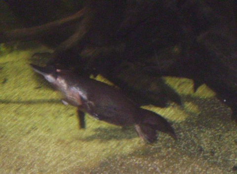 SEA LIFE Sydney Aquarium Entrance Ticket - Surfers Paradise Gold Coast 18