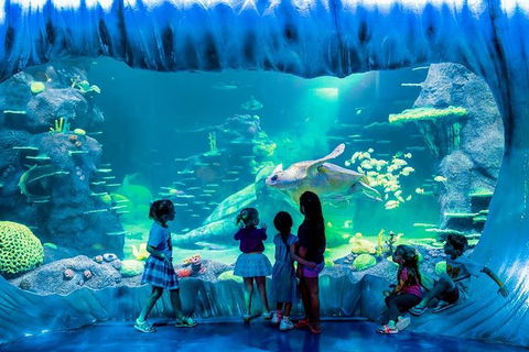 SEA LIFE Sydney Aquarium Entrance Ticket - Surfers Paradise Gold Coast 0
