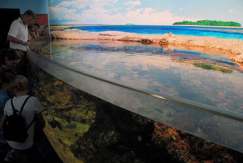 SEA LIFE Sydney Aquarium Entrance Ticket - Surfers Paradise Gold Coast 24