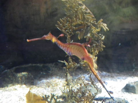 SEA LIFE Sydney Aquarium Entrance Ticket - Surfers Paradise Gold Coast 12