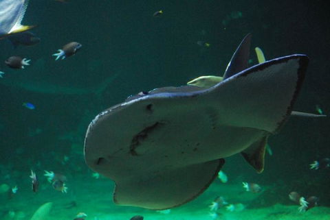 SEA LIFE Sydney Aquarium Entrance Ticket - Surfers Paradise Gold Coast 20