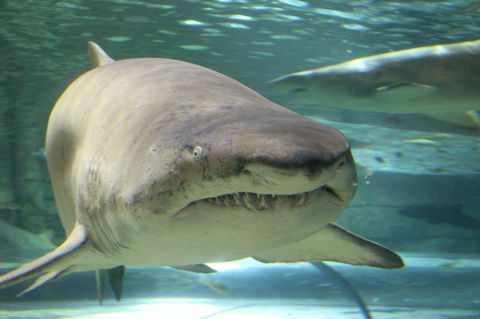 SEA LIFE Sydney Aquarium Entrance Ticket - Surfers Paradise Gold Coast 5