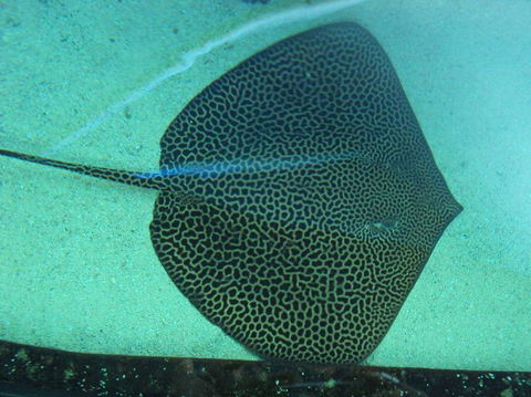 SEA LIFE Sydney Aquarium Entrance Ticket - Surfers Paradise Gold Coast 16