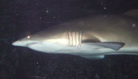 SEA LIFE Sydney Aquarium Entrance Ticket - Surfers Paradise Gold Coast 19