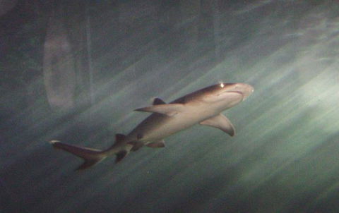 SEA LIFE Sydney Aquarium Entrance Ticket - Surfers Paradise Gold Coast 17