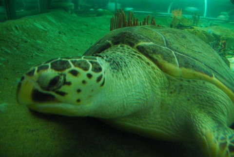 SEA LIFE Sydney Aquarium Entrance Ticket - Surfers Paradise Gold Coast 25