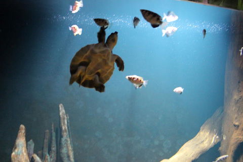 SEA LIFE Sydney Aquarium Entrance Ticket - Surfers Paradise Gold Coast 4