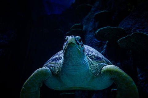 SEA LIFE Sydney Aquarium Entrance Ticket - Surfers Paradise Gold Coast 33