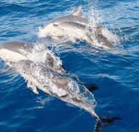 Port Stephens Day Tour From Sydney Including 4WD Sandboarding and Dolphins - Surfers Paradise Gold Coast
