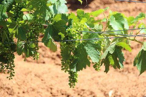 Hunter Valley Private Tour Including Wine, Chocolate, Cheese, Vodka, Gin Tasting - Surfers Paradise Gold Coast 12