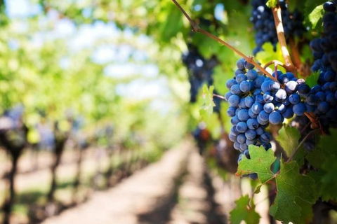Hunter Valley Private Tour Including Wine, Chocolate, Cheese, Vodka, Gin Tasting - Surfers Paradise Gold Coast 18