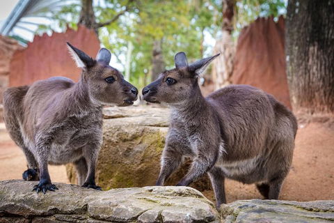 Australia Multi-City Attractions Pass - Surfers Paradise Gold Coast 9