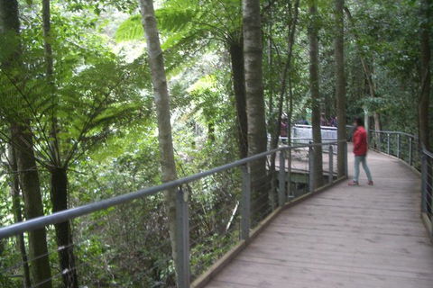 All-Day Blue Mountains Private Tour With Professional Guide For Up To 4 People - Surfers Paradise Gold Coast 20