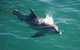 Jervis Bay Dolphin Watch Cruise - thumb 6