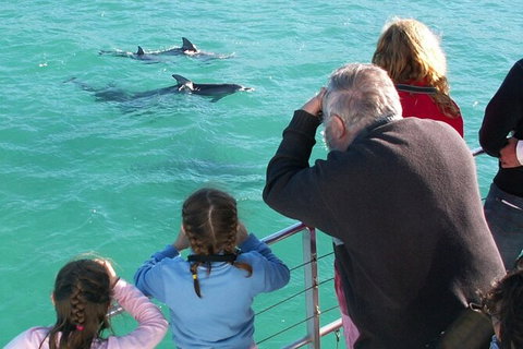 Jervis Bay Dolphin Watch Cruise - Surfers Paradise Gold Coast 4