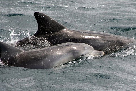 Jervis Bay Dolphin Watch Cruise - Surfers Paradise Gold Coast 5