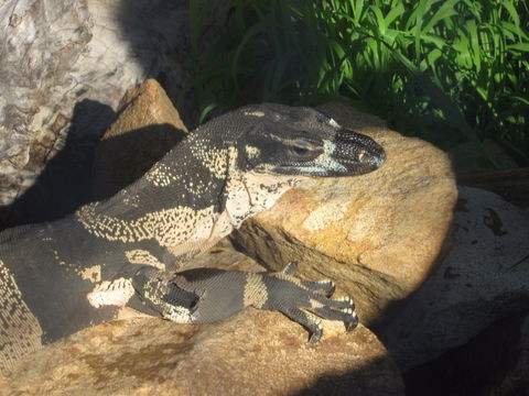 Armadale Reptile Centre - Surfers Paradise Gold Coast 0