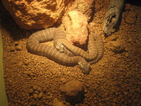Armadale Reptile Centre - Surfers Paradise Gold Coast 1