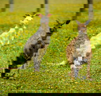 Bordertown Wildlife Park - Surfers Paradise Gold Coast