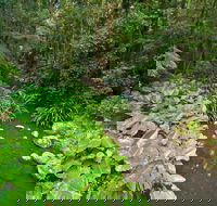 Brindle Creek Walking Track - Surfers Paradise Gold Coast