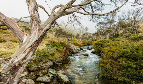 Dead Horse Gap Walking Track - Surfers Paradise Gold Coast 0