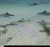 Dolphins of Monkey Mia - Surfers Paradise Gold Coast
