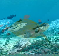 Flinders Reef Dive Site - Surfers Paradise Gold Coast