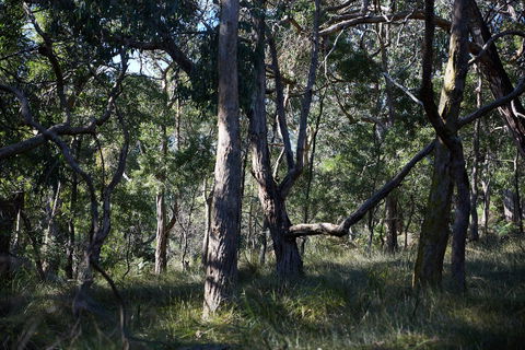 Green's Bush Long Circuit Walk - Surfers Paradise Gold Coast 0