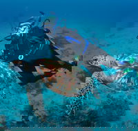 Second Reef Dive Site - Surfers Paradise Gold Coast