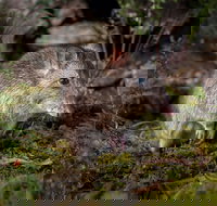 Wildlife Wonders - Surfers Paradise Gold Coast