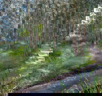 Anabranch Loop Track - Surfers Paradise Gold Coast