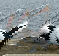 Pelican Feeding - Surfers Paradise Gold Coast