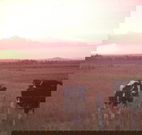 Pyree - Surfers Paradise Gold Coast