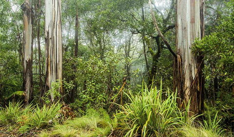 River Walking Track - Surfers Paradise Gold Coast 0