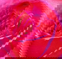 Abandon Stress Mobile Massage - Surfers Paradise Gold Coast