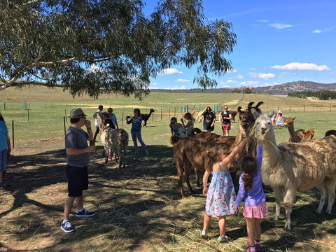Alpaca Magic Stud - Surfers Paradise Gold Coast 0
