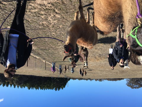 Alpaca Magic Stud - Surfers Paradise Gold Coast 1