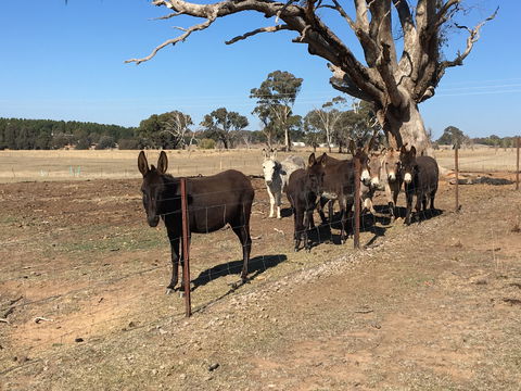 Alpaca Magic Stud - Surfers Paradise Gold Coast 2