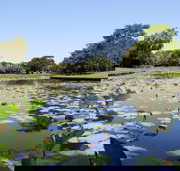 Anderson Park Botanic Gardens - Surfers Paradise Gold Coast