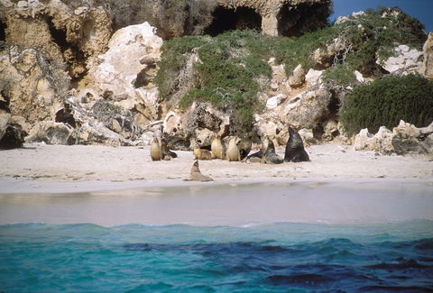Australian Sea Lions - Surfers Paradise Gold Coast 0