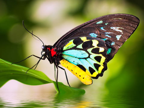 Australian Butterfly Sanctuary - Surfers Paradise Gold Coast 1
