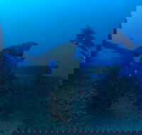 Cementco Dive Site - Surfers Paradise Gold Coast
