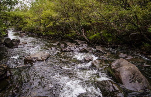 Gloucester River Walking Track - Surfers Paradise Gold Coast 0
