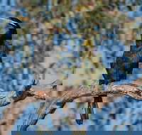 Greenough River Nature Trail - Surfers Paradise Gold Coast