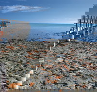 Hamelin Pool Stromatolites - Surfers Paradise Gold Coast