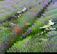 Lavandula Swiss Italian Farm - Surfers Paradise Gold Coast