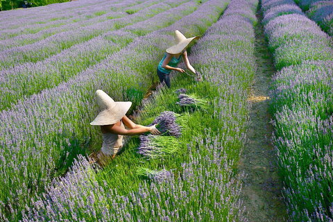 Lavandula Swiss Italian Farm - Surfers Paradise Gold Coast 0