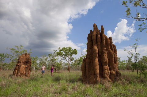 Magnetic Termite Mounds - Surfers Paradise Gold Coast 2