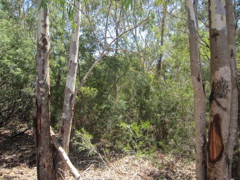One Mile Creek Shared Path - Surfers Paradise Gold Coast 2