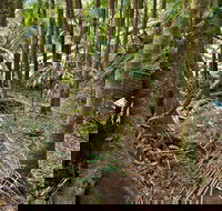 Palm Forest Walking Track - Surfers Paradise Gold Coast